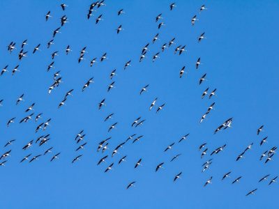 PBG, Geese, Animals, Flight, Flying
