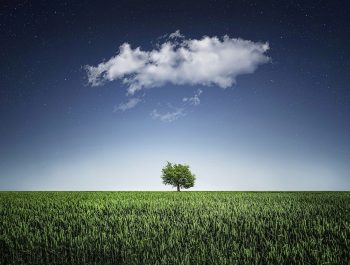 tree, natur, nightsky